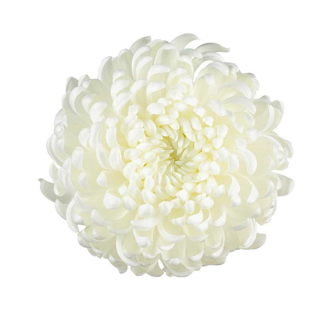 CHRYSANTHEMUM 'Cosmo White' – live perennial