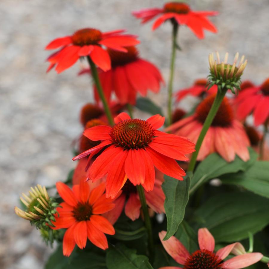 ECHINACEA hybrid Guatemala 'Papaya' (Available Now)