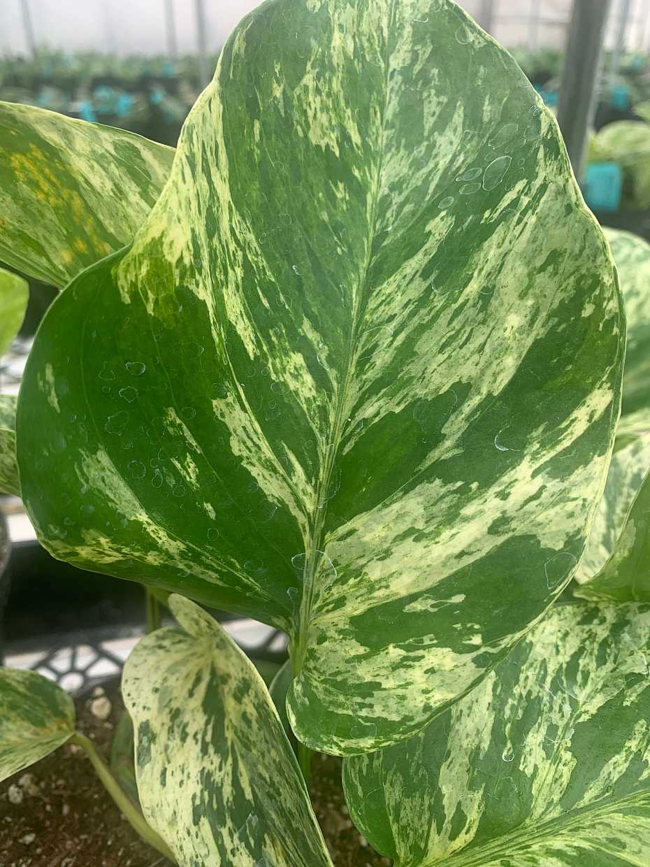 EPIPREMNUM pinnatum pinnatum 'Marble Queen' (POTHOS aureus 'M. Queen')