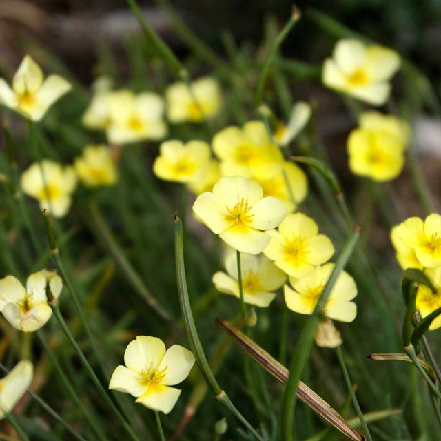 Eschscholzia caespitosa 'Sundew' – Tufted Poppy