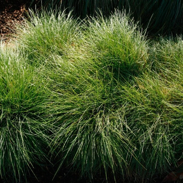 Festuca rubra 'Molate' – Red Fescue