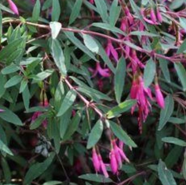 Fuchsia 'Del Campo Glazion' – Fuchsia