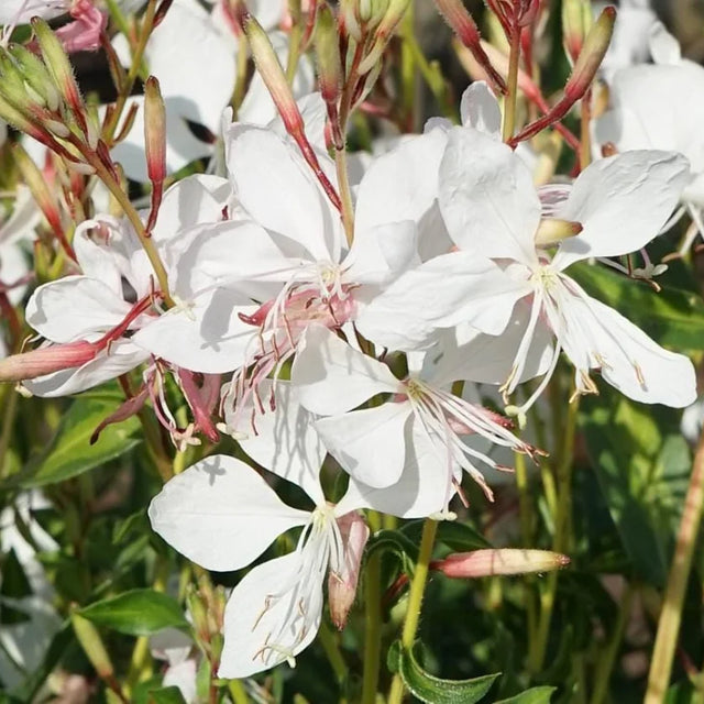 Gaura lindheimeri 'Steffi White' – Beeblossom