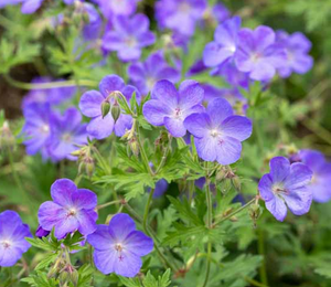 Geranium x 'Johnson’s Blue' – Crane's Bill