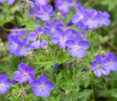 Geranium x 'Johnson’s Blue' – Crane's Bill
