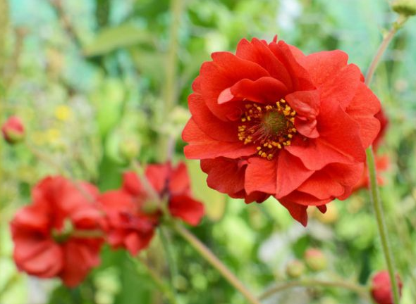 Geum 'Double Bloody Mary' – Grecian Rose, Avens