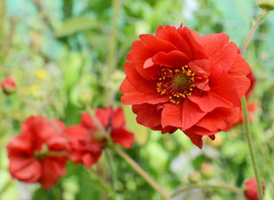 Geum 'Double Bloody Mary' – Grecian Rose, Avens