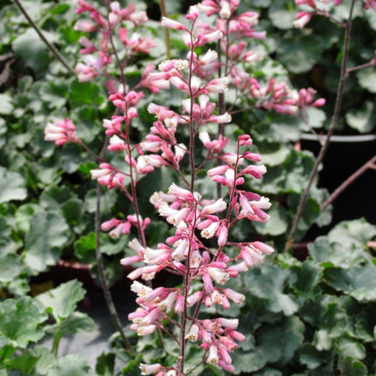 HEUCHERA 'Canyon Duet' (Alum Root, Coral Bells)