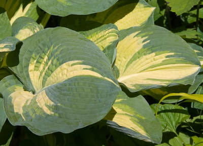 Hosta 'Great Expectations' – Plantain Lily