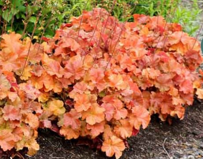 Heuchera Northern Exposure 'Amber' – Coral Bells