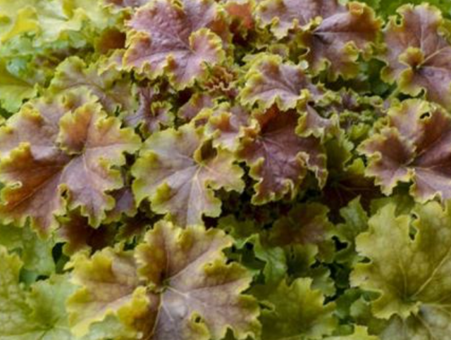 Heuchera 'Apple Crisp' – Coral Bells