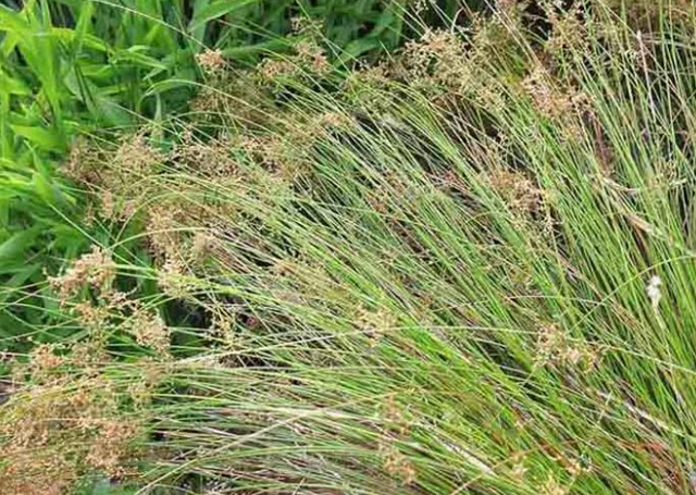 Juncus patens – California Gray Rush