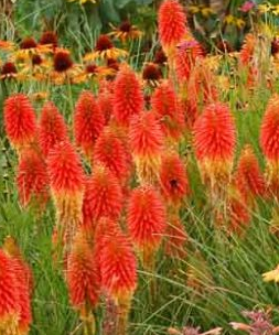 Kniphofia 'Papaya Popsicle' – Torch Lily