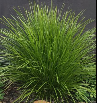 Lomandra confertifolia ssp. pallida 'Pom Pom' – Mat Rush