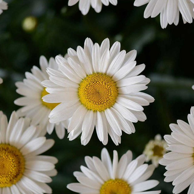 Leucanthemum x superbum Lucille 'Chic' – Shasta Daisy