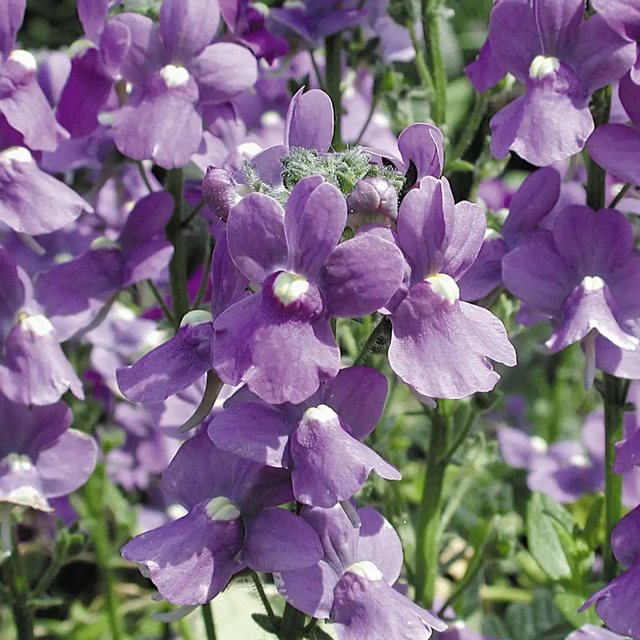 Karoo Nemesia 'Karoo Dark Blue' – live annual, fragrant