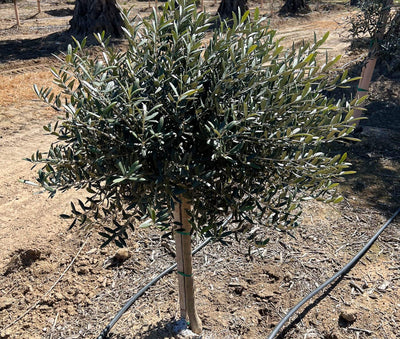 OLEA 'Dwarf' – live plant