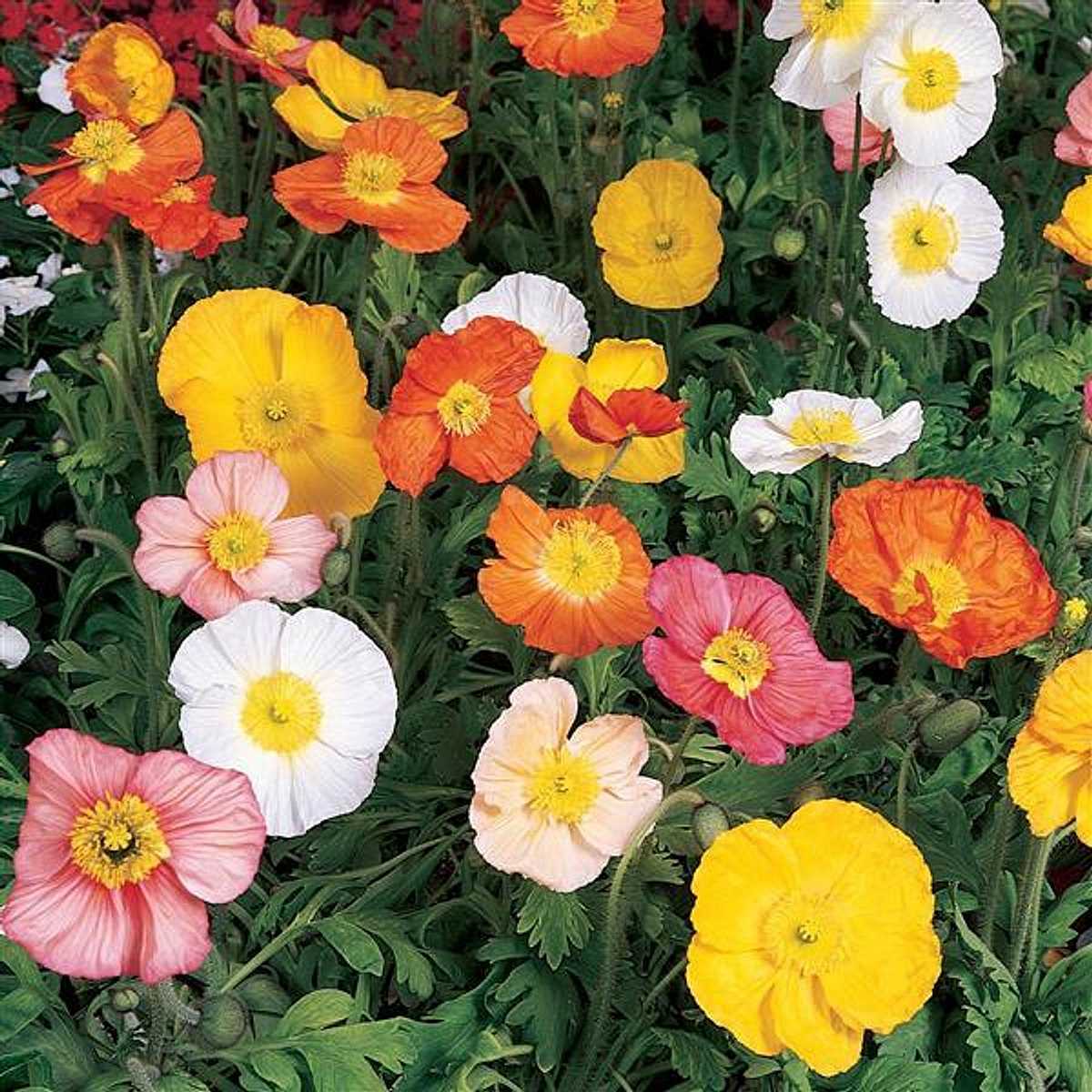 PAPAVER nudicaule 'Champagne Bubbles Mix' (Iceland Poppy) (Available Now)