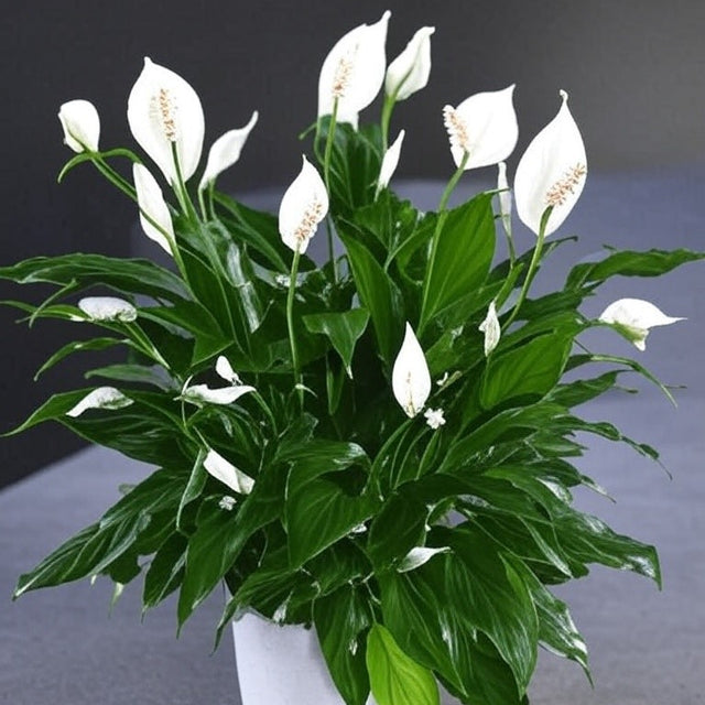 SPATHIPHYLLUM wallisii "Peace Lily"