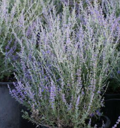 Perovskia 'Little Spire' – Russian Sage