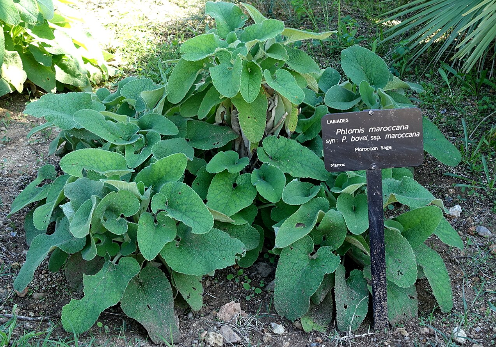 PHLOMIS bovei ssp. maroccana (Available Now)