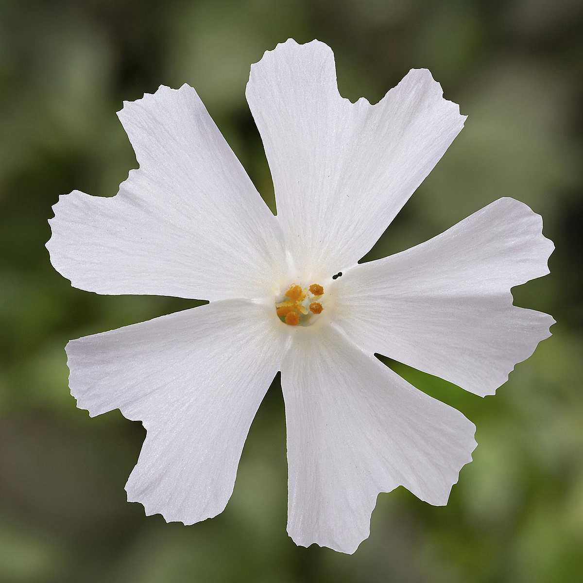 PHLOX subulata GoldiPhlox 'White'
