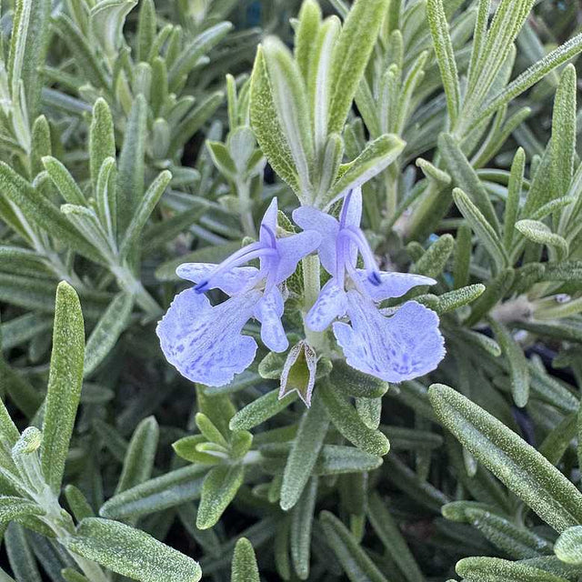 ROSEMARY 'gorizia' – live plant, drought tolerant