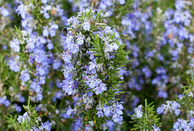 Rosmarinus officinalis 'Tuscan Blue' – Rosemary