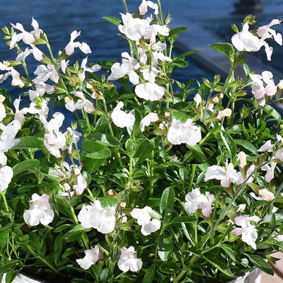 Salvia hybrid 'Tanami White' – Tanami Series Perennial