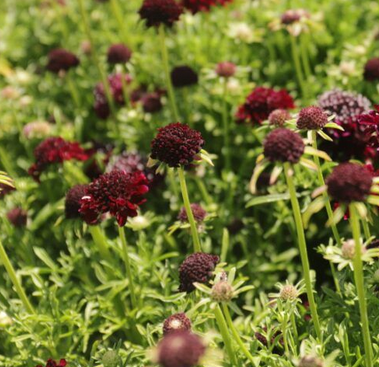 Pincushion Flower 'Barocca' – live perennial, drought tolerant