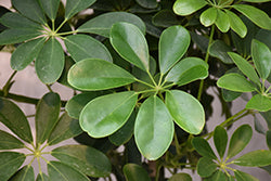 SCHEFFLERA arboricola 'Rainshade' (Green Umbrella Plant)