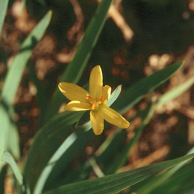 Sisyrinchium californicum – Yellow-Eyed Grass