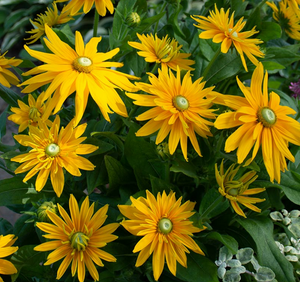 Rudbeckia 'Sunbeckia Laura' – Black-Eyed Susan