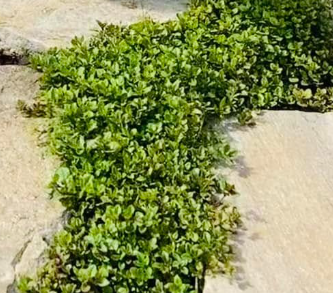 Thymus x citriodorus 'Lemon Creeping' – Lemon Thyme