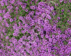 Thymus praecox 'Nutmeg' – Nutmeg Thyme