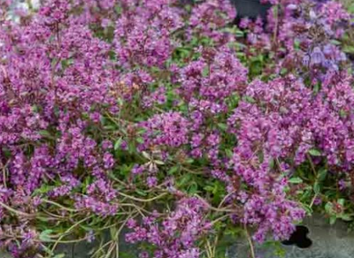 Thymus praecox 'Coccineus' – Red Creeping Thyme