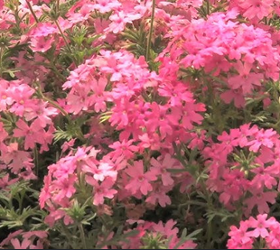 Verbena 'Tapien Pink' – live annual