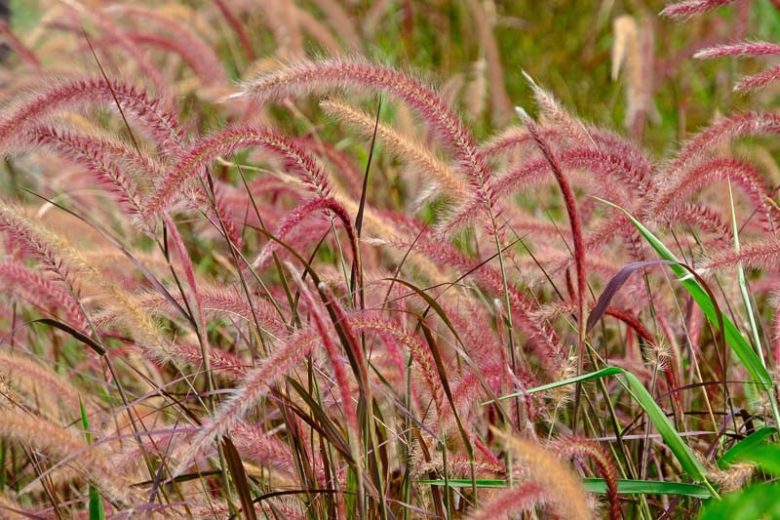 Ornamental grasses growing in a garden border