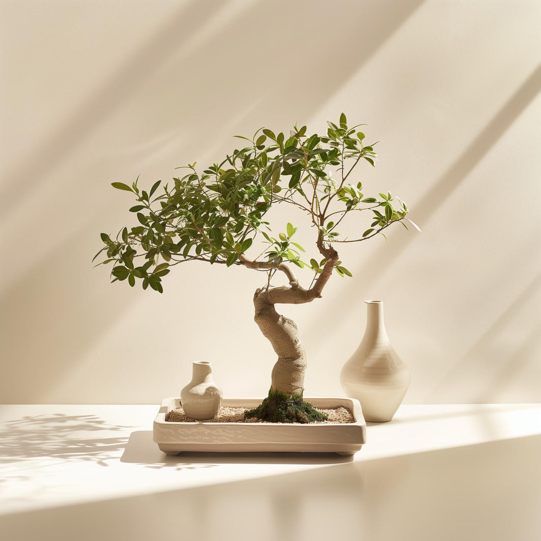 New plant care