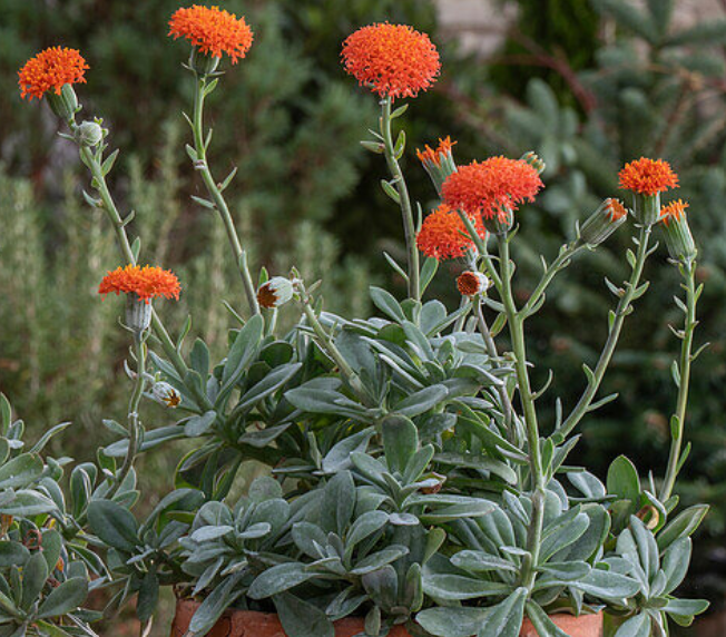 Low Maintenance, High Impact: The Best Plants for Busy Lives