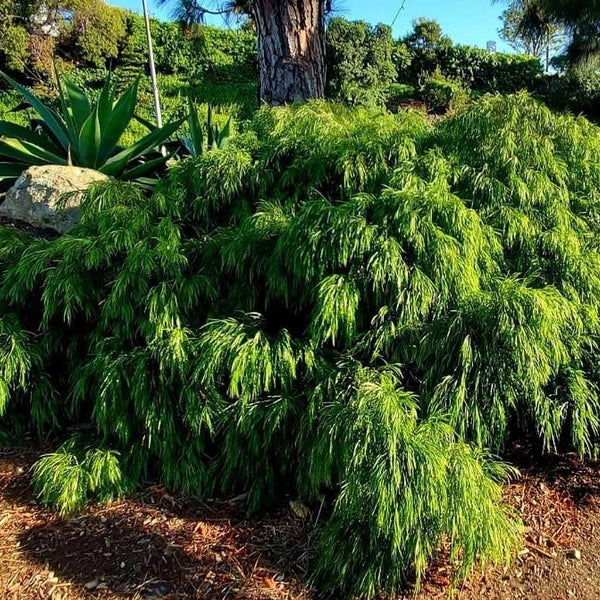 Trees & Shrubs