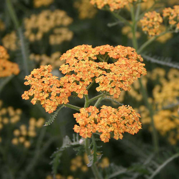 Drought Tolerant