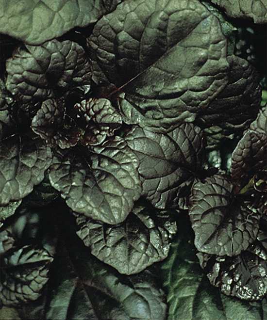 Fast Growing Plants