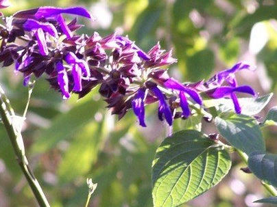 Salvia 'Raspberry Truffle' – Sage