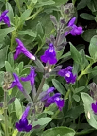 Salvia greggii x lycioides 'Nuevo Leon' – Autumn Sage