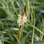 CAREX 'Ribbon Falls' (Sedge Grass)