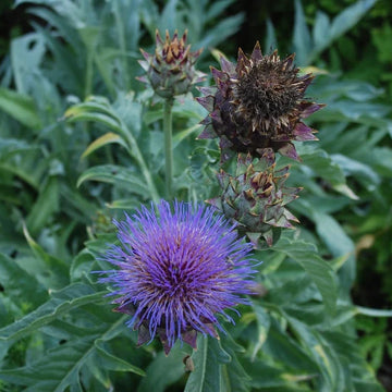 CARDOON 'Pieno Inerme'