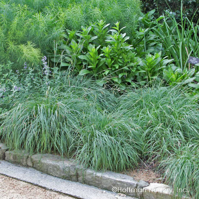 Carex flacca 'Blue Zinger' – Blue Sedge