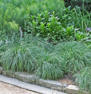 Carex flacca 'Blue Zinger' – Blue Sedge