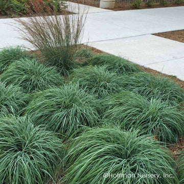 CAREX flacca (syn. C. glauca) (Available Now)